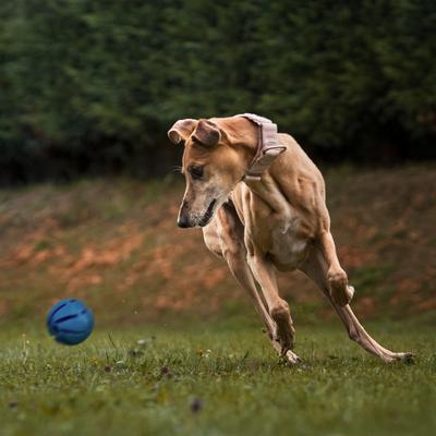 Electric Auto-Rolling Smart Dog Ball Toy