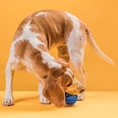 Electric Auto-Rolling Smart Dog Ball Toy