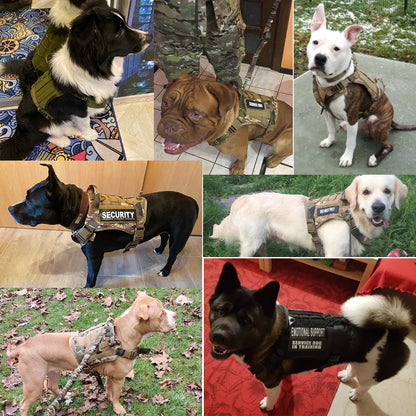 Dog Harnesses